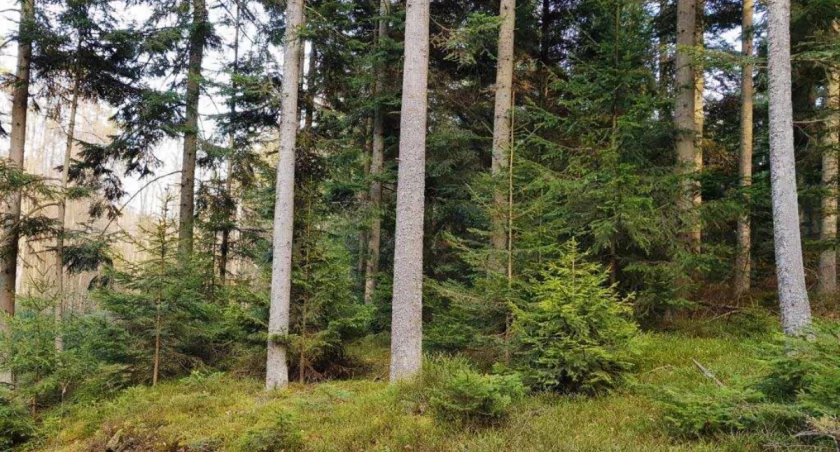Zdjęcie: Lasy obszaru Natura 2000