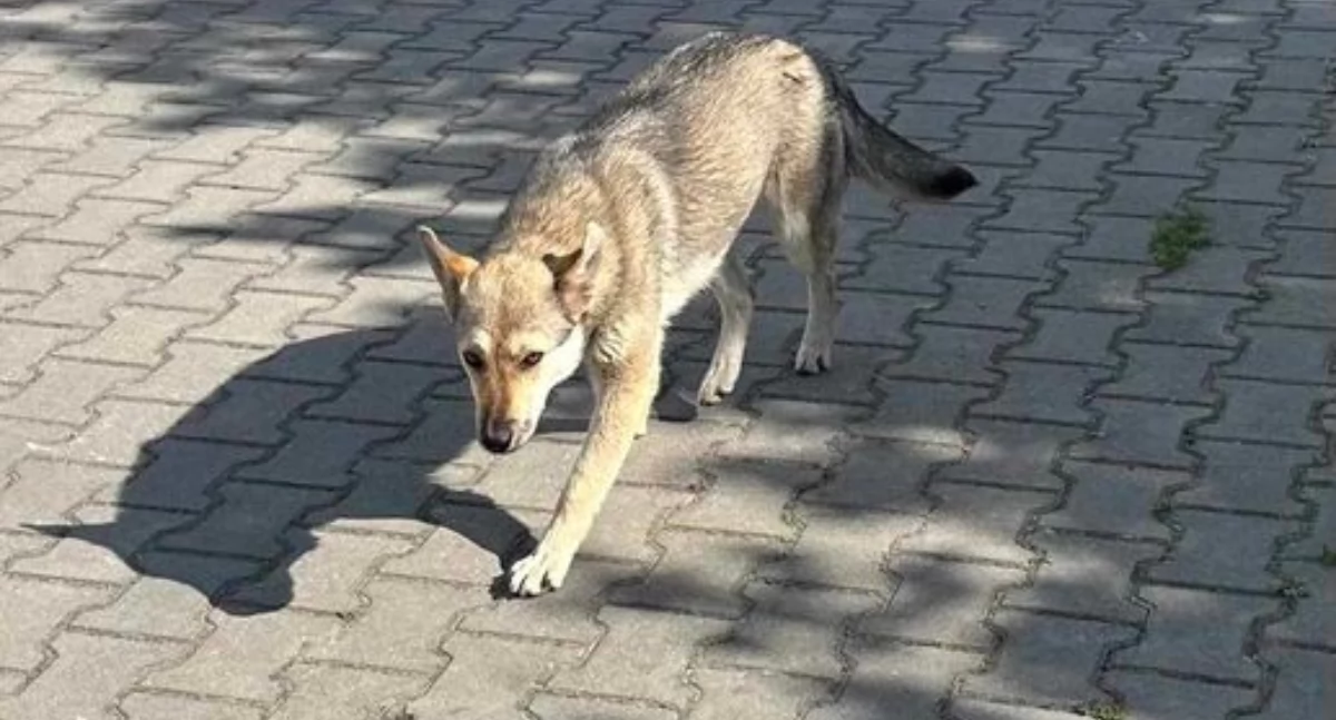 Komunikaty , Wałsnów Adoptuj - zdjęcie, fotografia