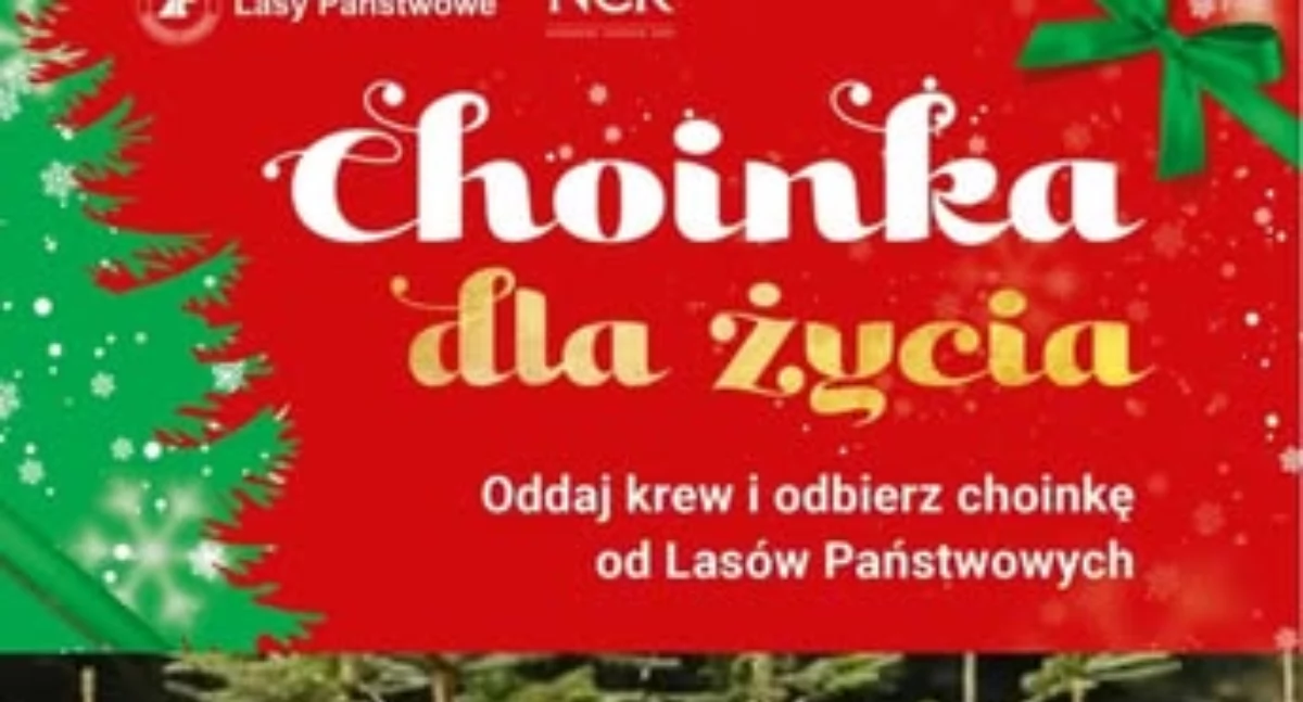 Wydarzenia , Chlewiska Oddaj odbierz choinkę! - zdjęcie, fotografia