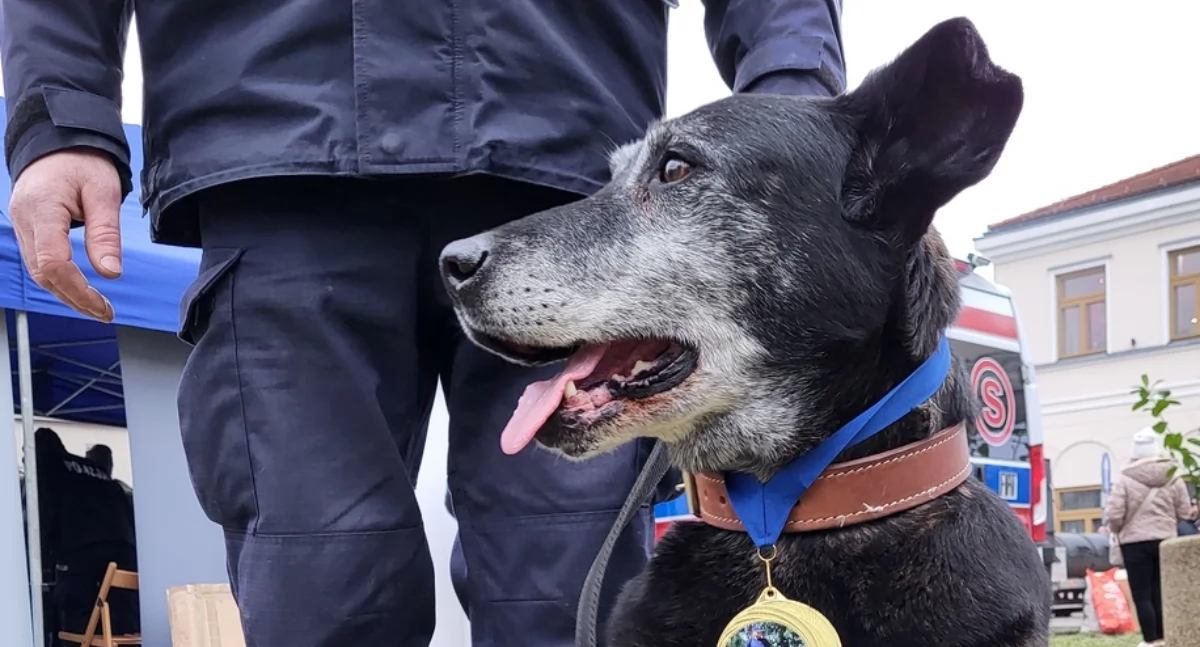 Wydarzenia , Imbir zakończył służbę szydłowieckiej policji - zdjęcie, fotografia