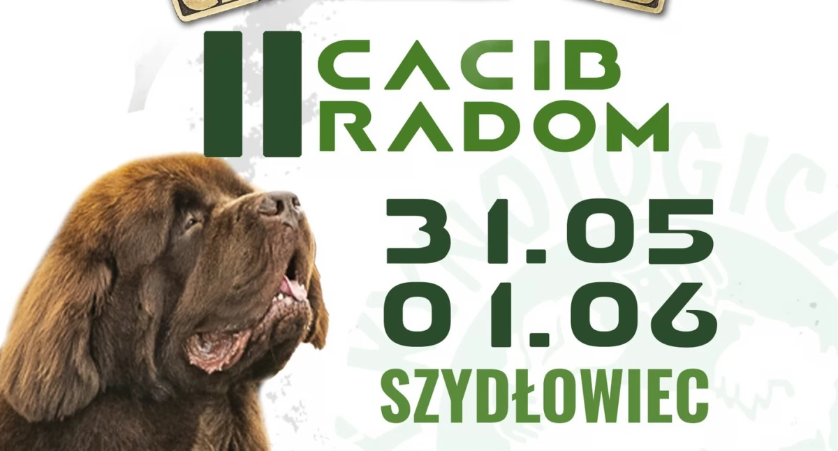 Wydarzenia , Międzynarodowa Wystawa Psów Rasowych Szydłowcu zobacz najpiękniejsze czworonogi! - zdjęcie, fotografia
