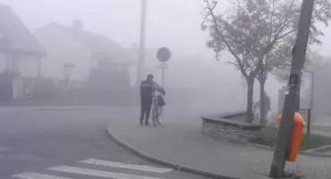 Szydłowiec. Tam gdzie nie ma takiej potrzeby liści nie zbieramy!