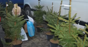 Po ile żywe choinki w tym roku w Szydłowcu?