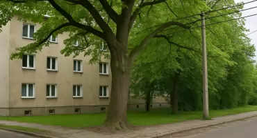 Interpelacja w sprawie drzewa przy ul. Radomskiej — radna reaguje na sygnały mieszkańców