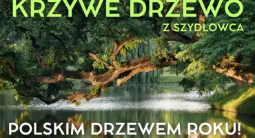 Krzywe Drzewo z Szydłowca Polskim Drzewem Roku 2025!