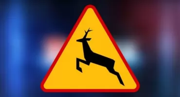 Dzika zwierzyna na drodze – jak uniknąć tragedii?