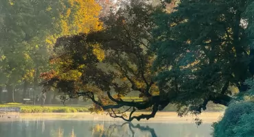 Polskie Drzewo Roku – czy Szydłowiec zdobędzie tytuł European Tree of the Year 2026?