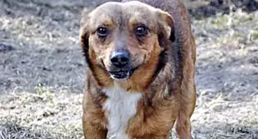 Gmina Jastrząb zakończyła program zapobiegania bezdomności zwierząt