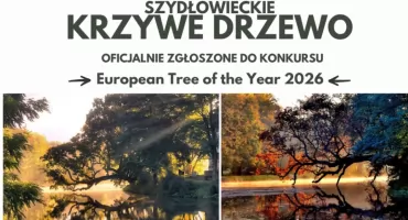 Szydłowieckie Krzywe Drzewo walczy o tytuł Europejskiego Drzewa Roku 2026